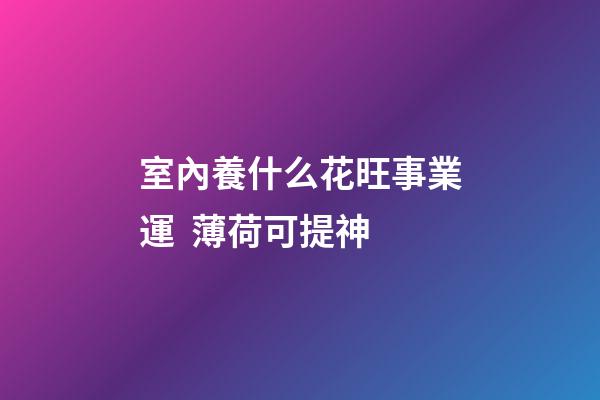 室內養什么花旺事業運  薄荷可提神